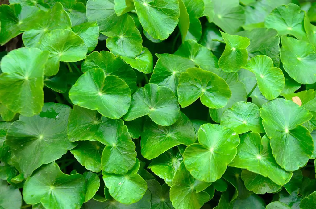 Centella Asiatica benefits